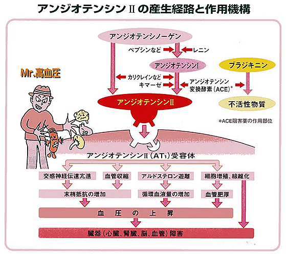 カルシウム拮抗薬