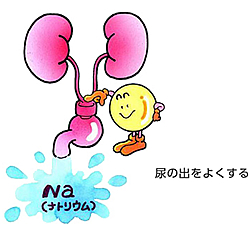 利尿薬