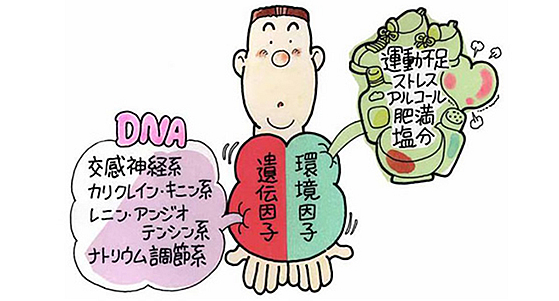 高血圧の成因は？
