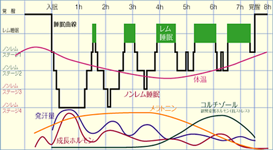 健康成人の睡眠パターン